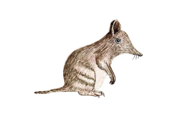 Australian Bandicoot Watercolor: A Designer’s Craft Review
