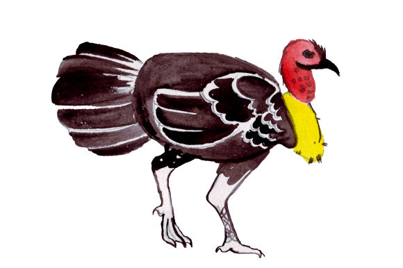 Australian Brushturkey in Watercolor Style for Australian Crafts
