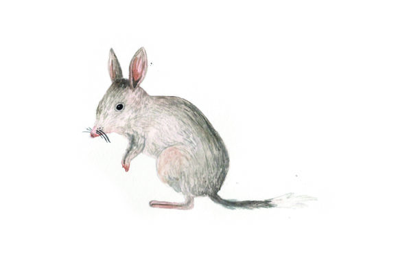 Bilby Watercolor: Australia-Inspired Crafts for Digital Publishing