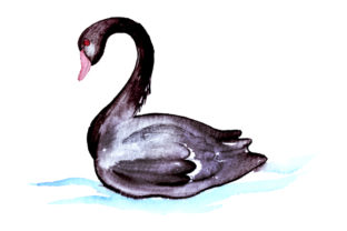 Black Swan in Watercolor Style for Australian Crafts