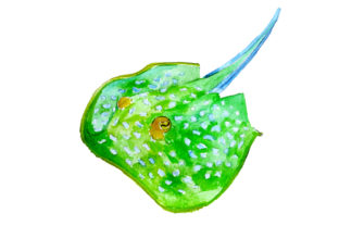 Bluespotted Ribbontail Ray in Watercolor Style for Australian Crafts