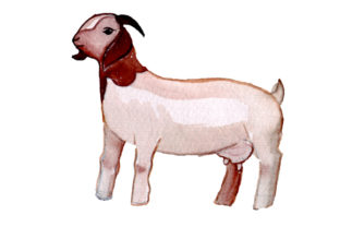 Boer Goat in Watercolor Style