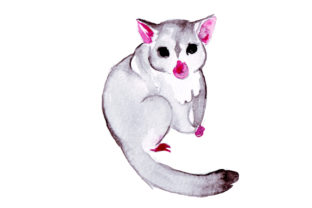 Brushtail Possum in Watercolor Style: A Designer’s Review