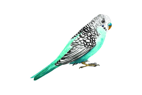 Budgie - Watercolor: Australian Crafts Design Asset
