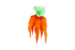 Bunch of Carrots - Watercolor for Thanksgiving Crafts