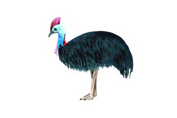Cassowary Watercolor: Australia Crafts for Stunning Brand Design