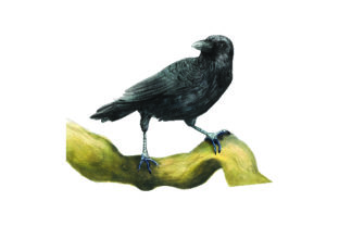 Crow Sitting on a Branch – Watercolor Crafts & Animals Branding Asset