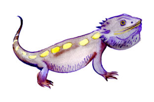 Eastern Bearded Dragon Watercolor: Australian Crafts Design