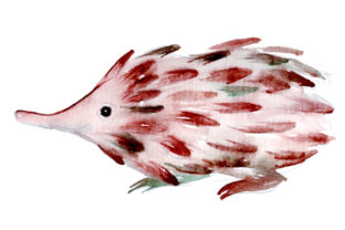 Echidna Watercolor Style for Australia Crafts