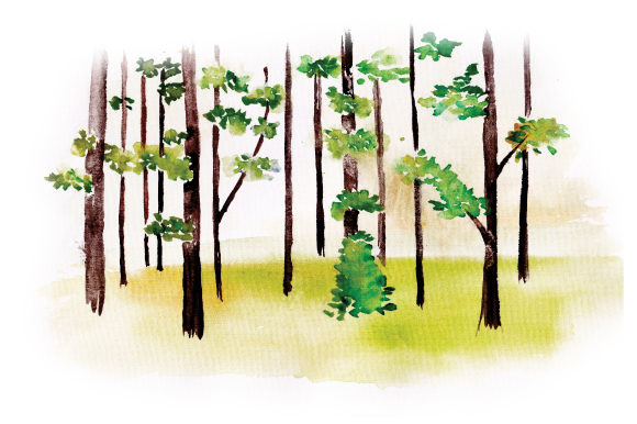 Forest Scene in Watercolor: A Practical Embroidery Review