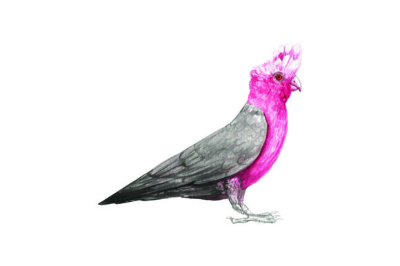 Galah Watercolor: A Designer's Honest Review for Australian Crafts