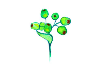 Gum Nut in Watercolor Style for Australian Crafts Branding