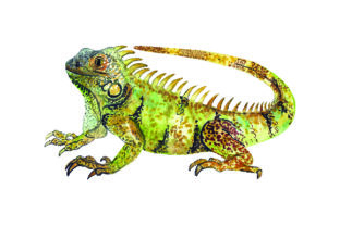 Iguana - Watercolor: A Designer's Honest Review