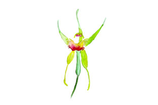 King Spider Orchid Watercolor in Australian Crafts