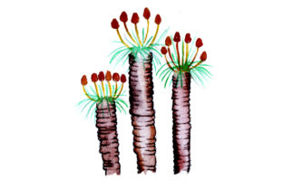 Kingia Watercolor: Australian Native Craft Design