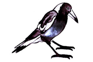 Magpie in Watercolor Style for Australian Crafts Projects