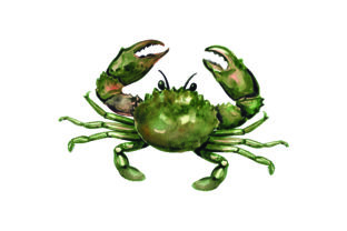 Mud Crab - Watercolor: Australian Coastal Craft Design