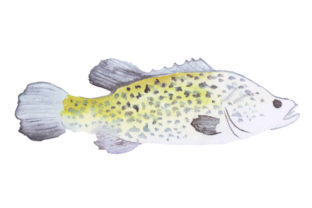Murray Cod in Watercolor Style – Australian Crafts
