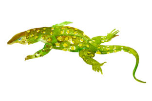Perentie in Watercolor Style: Australia Crafts