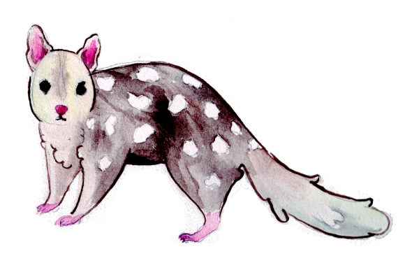 Quoll in Watercolor Style for Australian Crafts