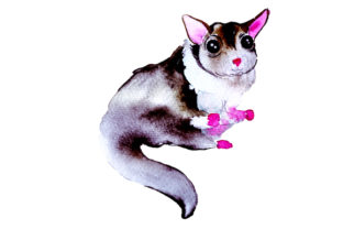 Sugar Glider Watercolor Art for Australian Crafts