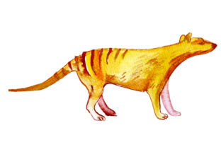 Tasmanian Tiger in Watercolor Style: Australia Crafts Asset