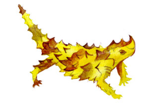 Thorny Devil in Watercolor Style: An Embroidery Review