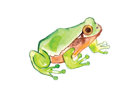 Watercolor Frog: A Designer’s Review for Crafts & Animal Branding