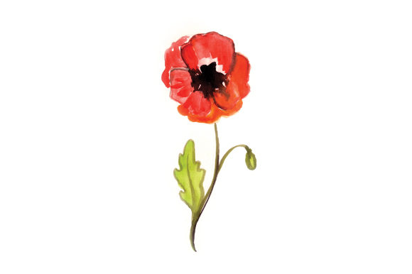 Watercolor Poppy for Australian Crafts
