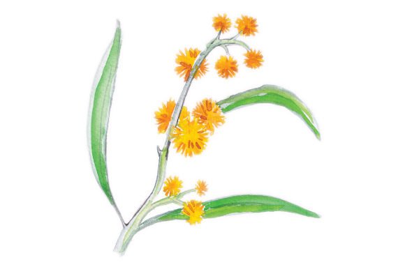Watercolor Wattle: Australian Crafts for Brand Design